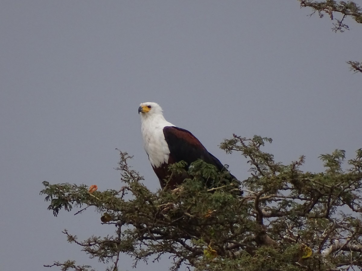 African Fish-Eagle - ML558707711