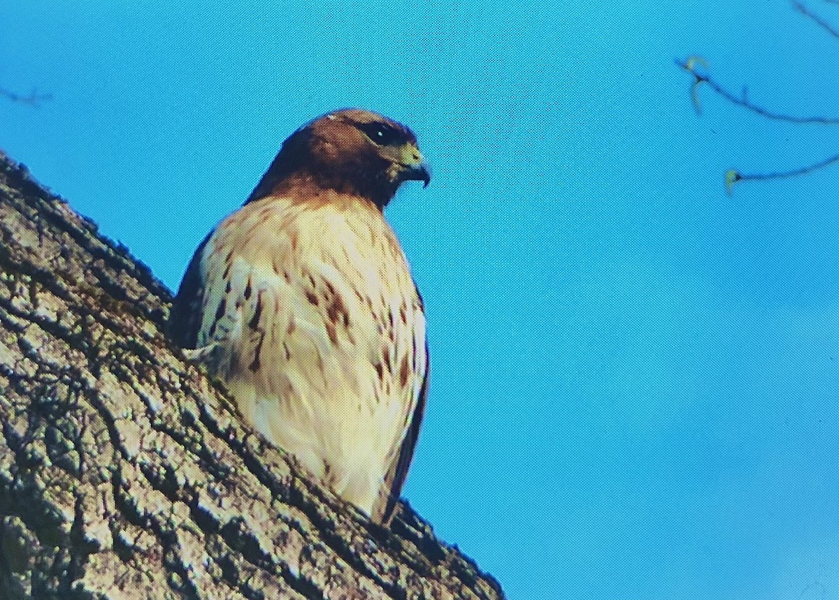 Red-tailed Hawk - ML558708501