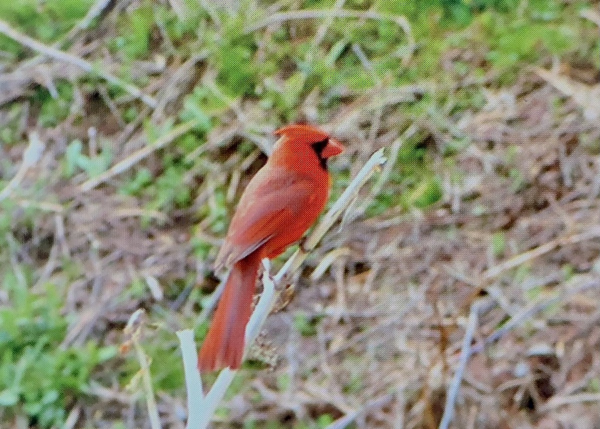 Cardinal rouge - ML558709961