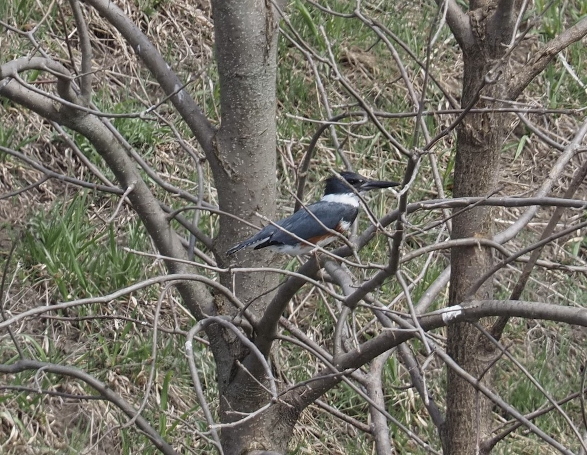 Belted Kingfisher - ML558710531