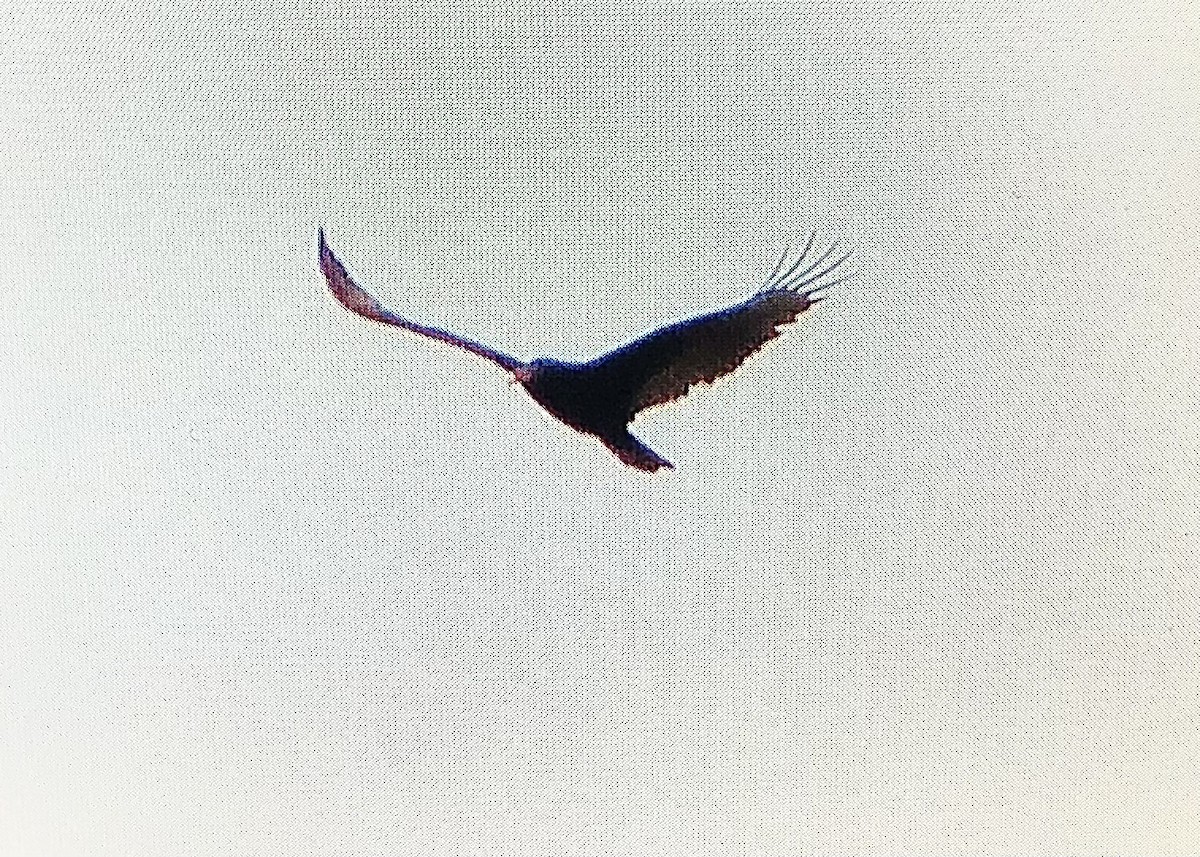 Turkey Vulture - ML558710601