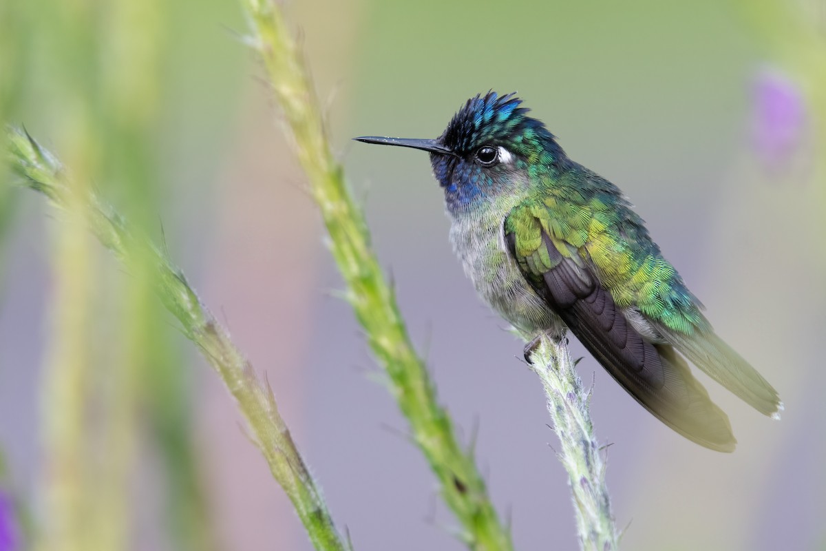 Violet-headed Hummingbird - Rajan Rao