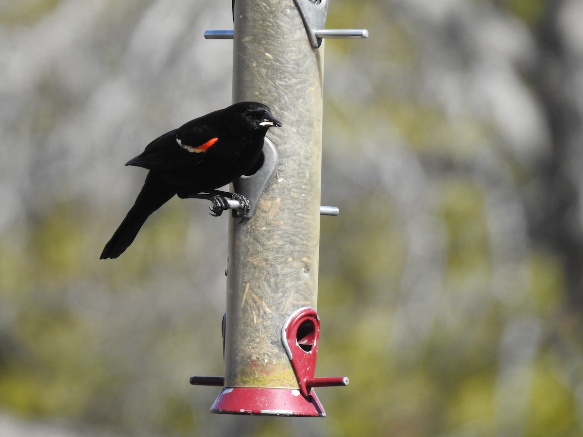 Red-winged Blackbird - Mak Soden