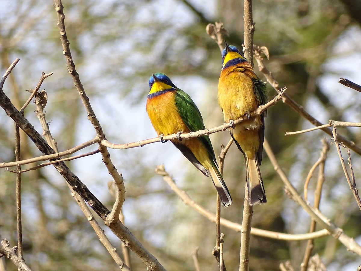 Ethiopian Bee-eater - ML558713341