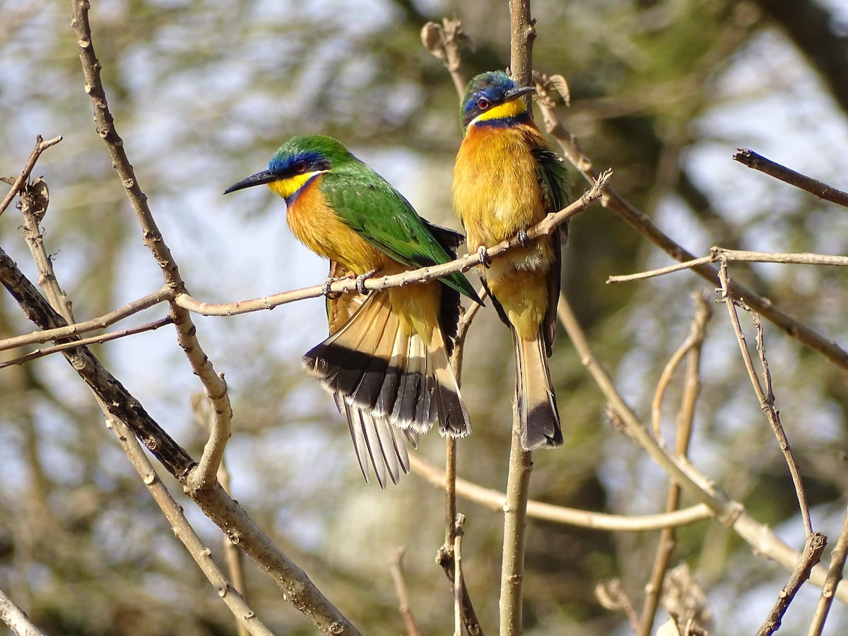 Ethiopian Bee-eater - Michael Preston