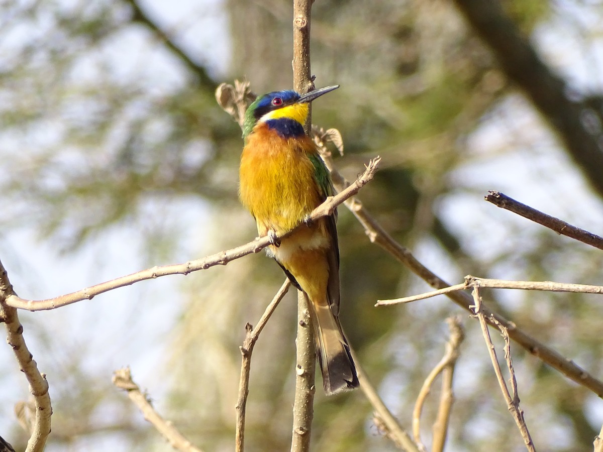 Ethiopian Bee-eater - ML558713421