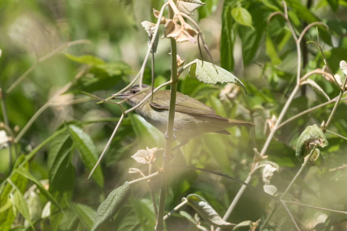 Black-whiskered Vireo - Lee Wallace