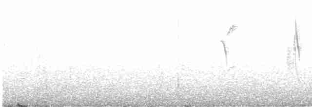 Colibri trompeur - ML558717681
