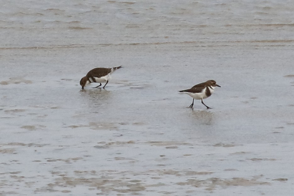 Two-banded Plover - ML558718691