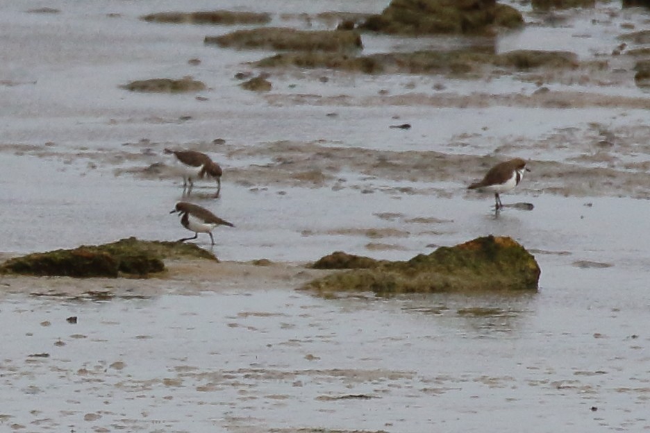 Two-banded Plover - ML558718701