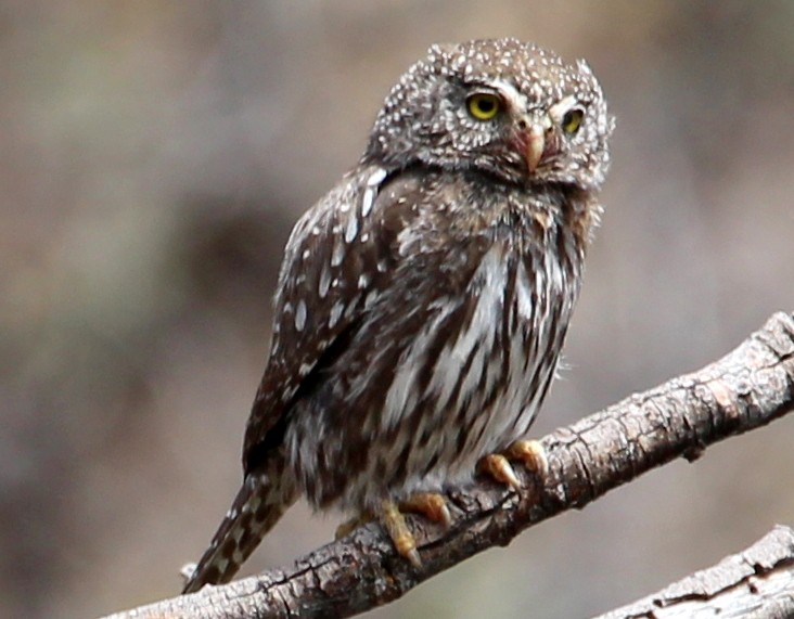 Northern Pygmy-Owl (Rocky Mts.) - sam hough