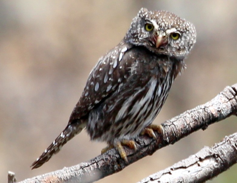 Northern Pygmy-Owl (Rocky Mts.) - ML55871921