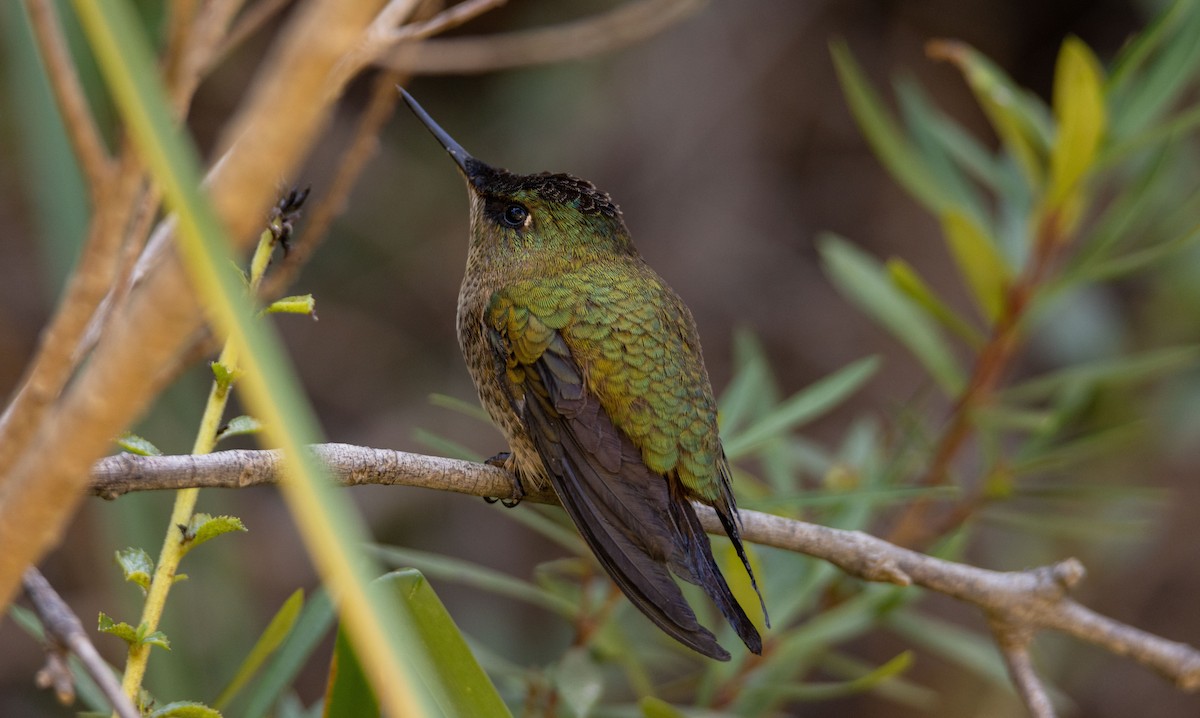 Green-backed Firecrown - ML558719341