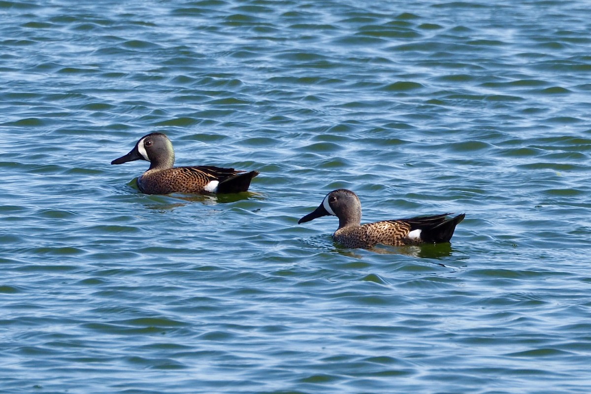 Blue-winged Teal - ML55872291