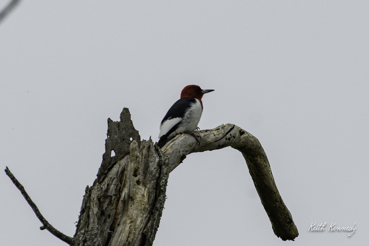 Red-headed Woodpecker - ML558725231