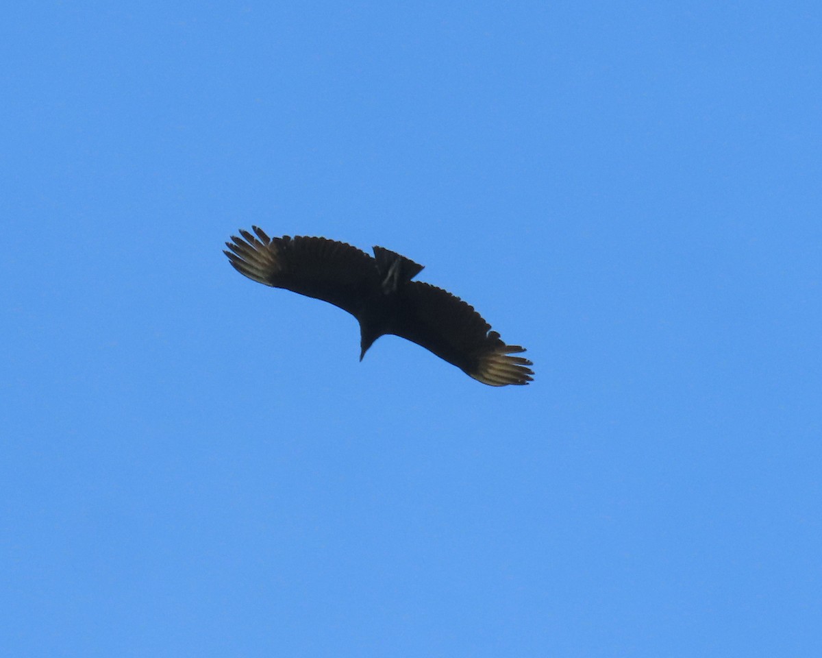 Black Vulture - ML558726371