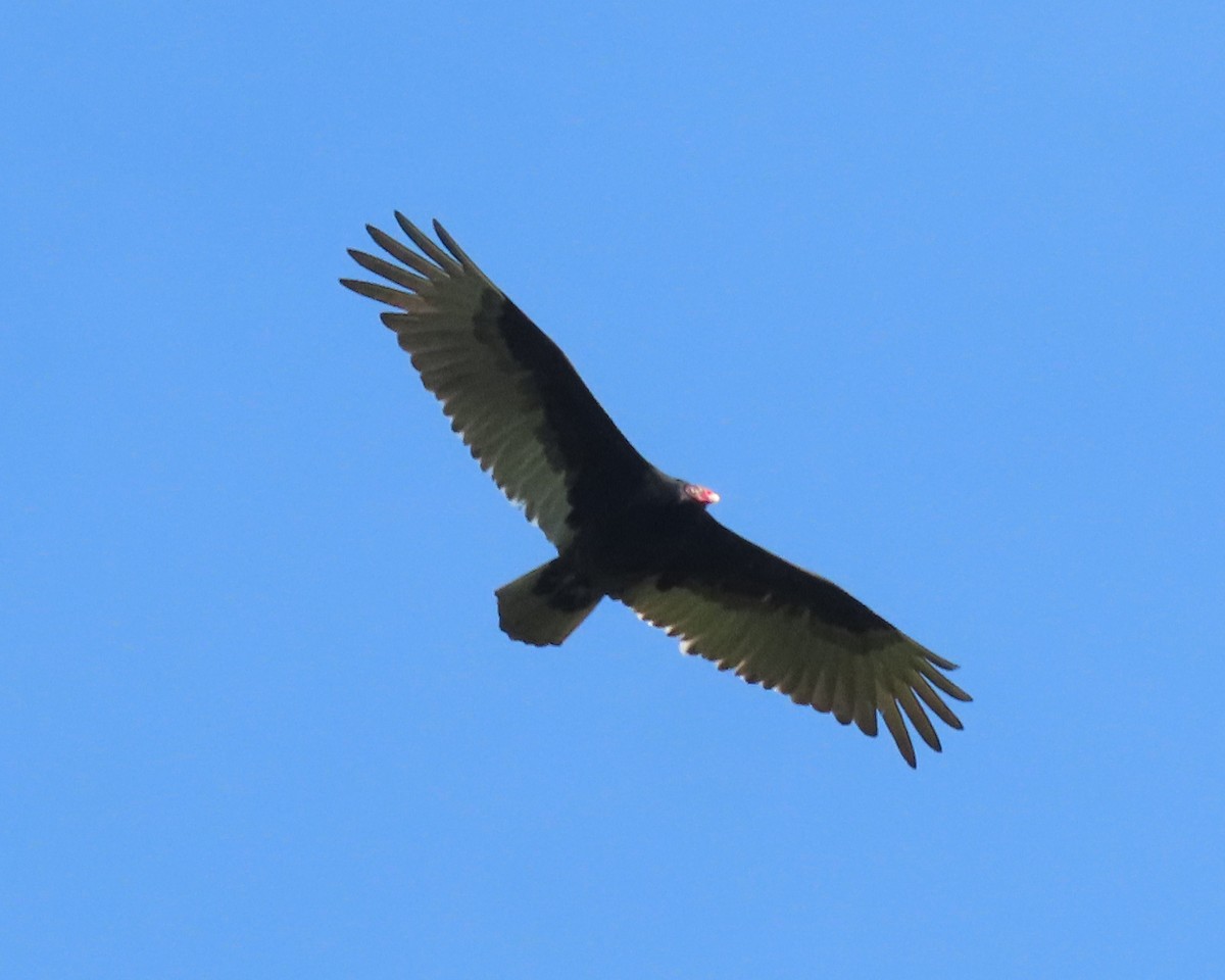 Turkey Vulture - ML558726451