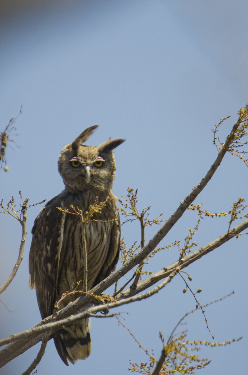 Dusky Eagle-Owl - Ayaz Mansuri
