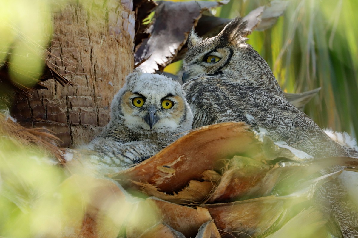 Great Horned Owl - ML558728771