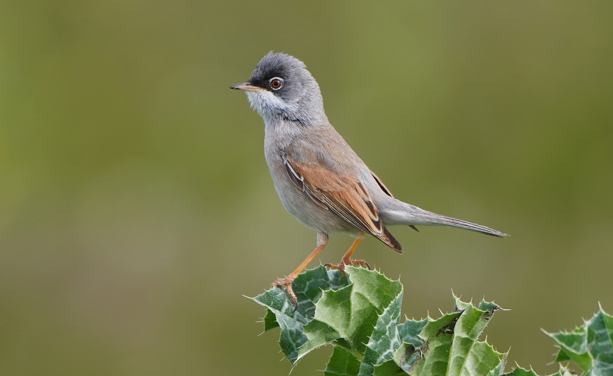 Spectacled Warbler - ML558730111
