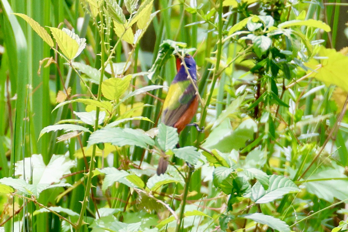 Painted Bunting - ML558730161