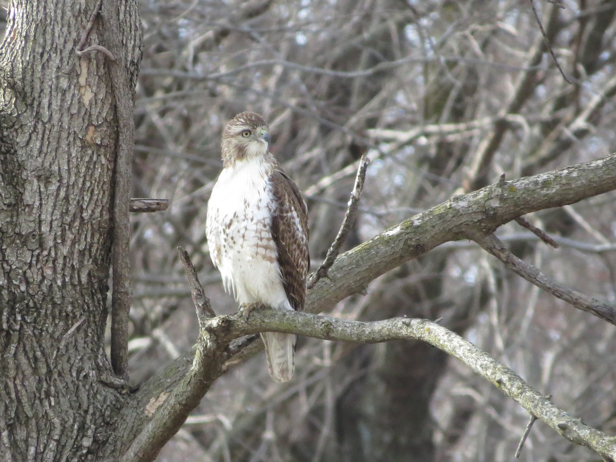 Red-tailed Hawk - ML558730691