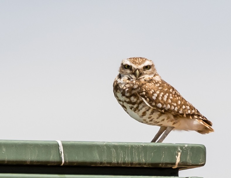Burrowing Owl - Teri Carlton