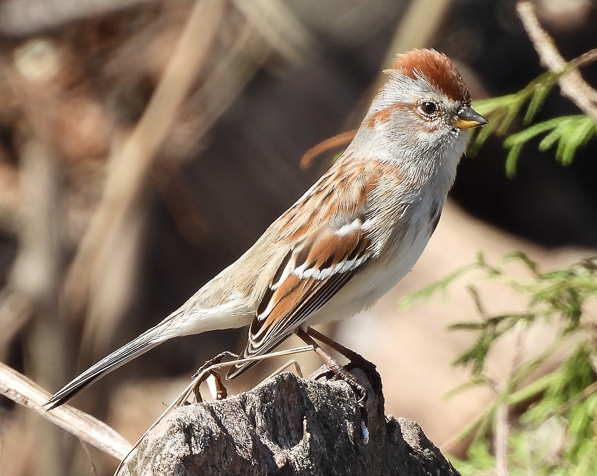 American Tree Sparrow - ML558732451