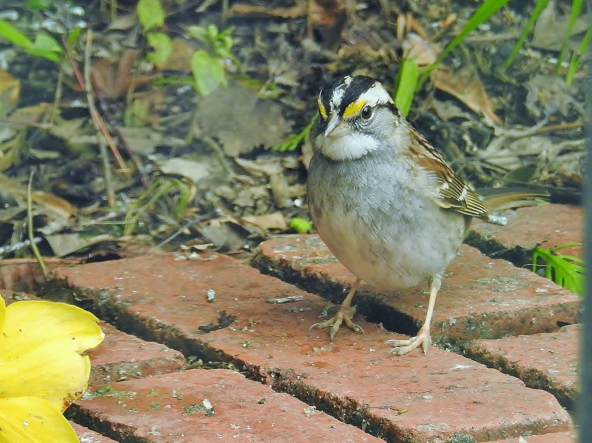 White-throated Sparrow - Jack Edick