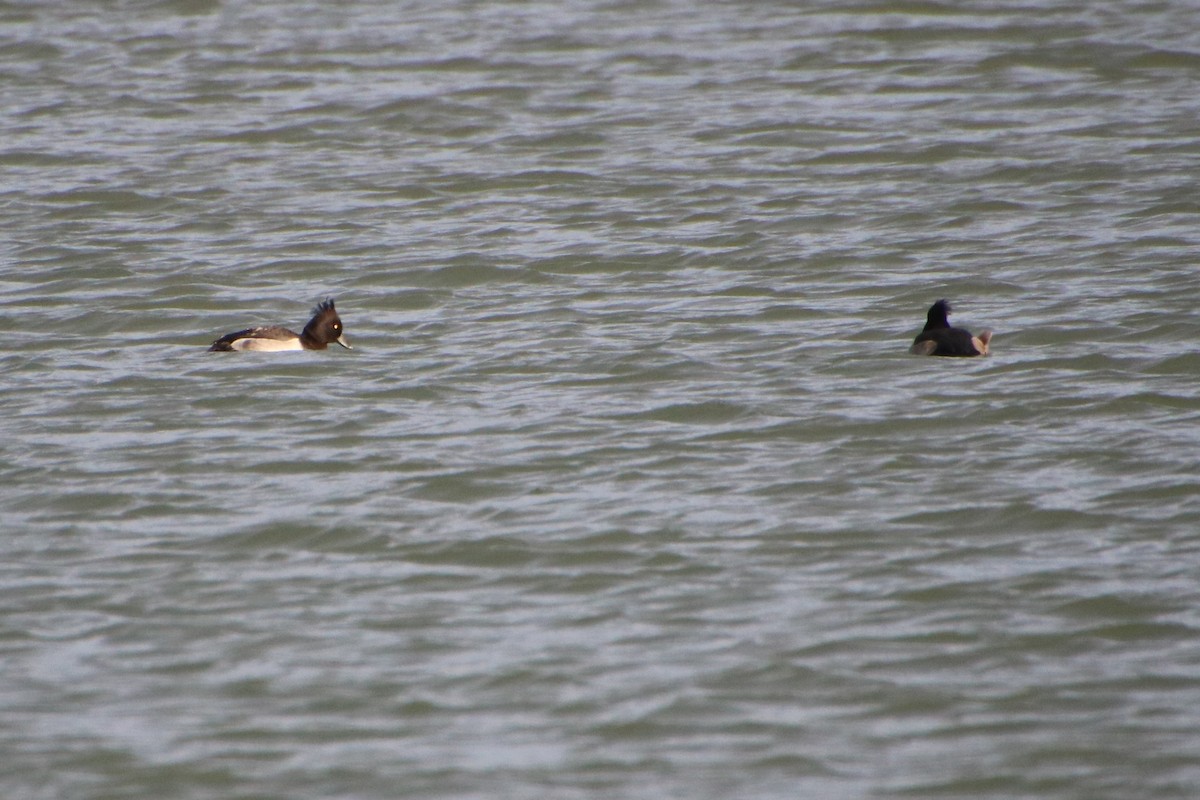 Tufted Duck - ML558738491