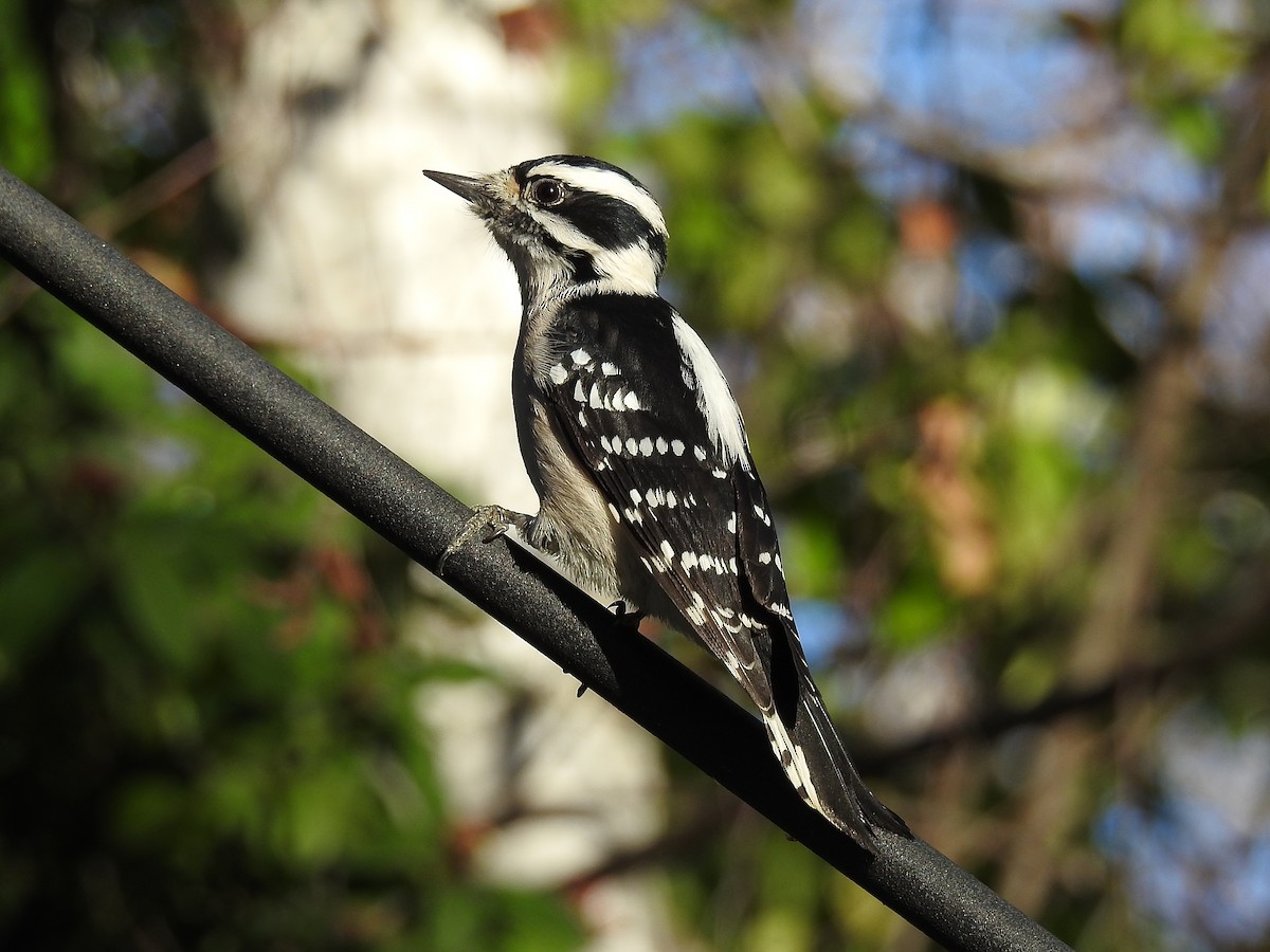 Downy Woodpecker - Jack Edick