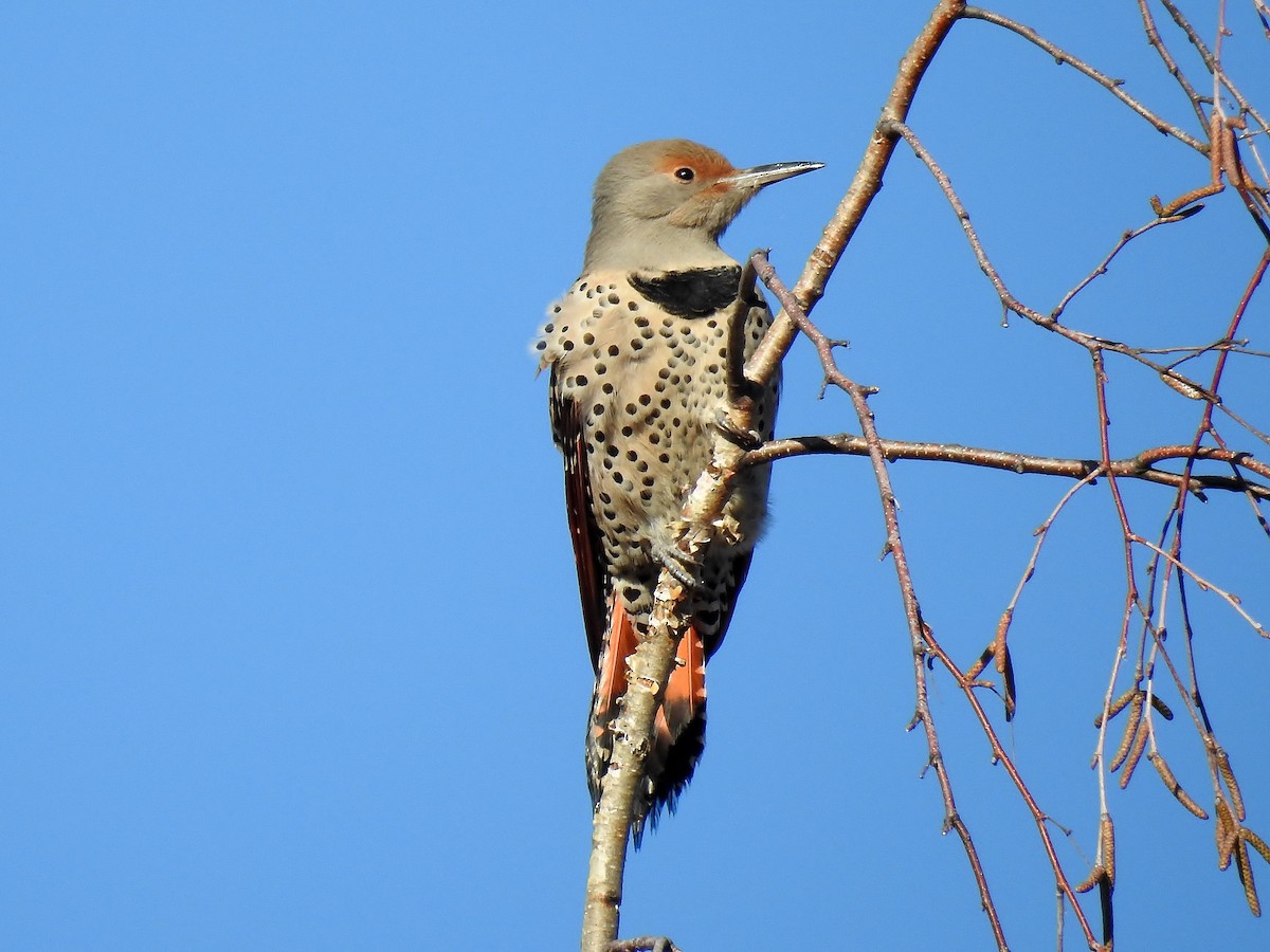 Northern Flicker (Red-shafted) - ML558746021