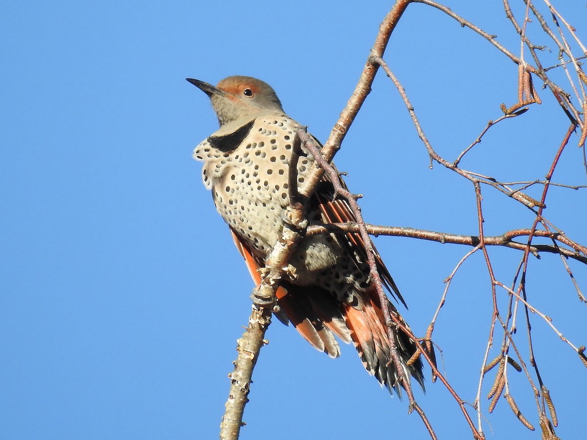 Northern Flicker (Red-shafted) - ML558746371