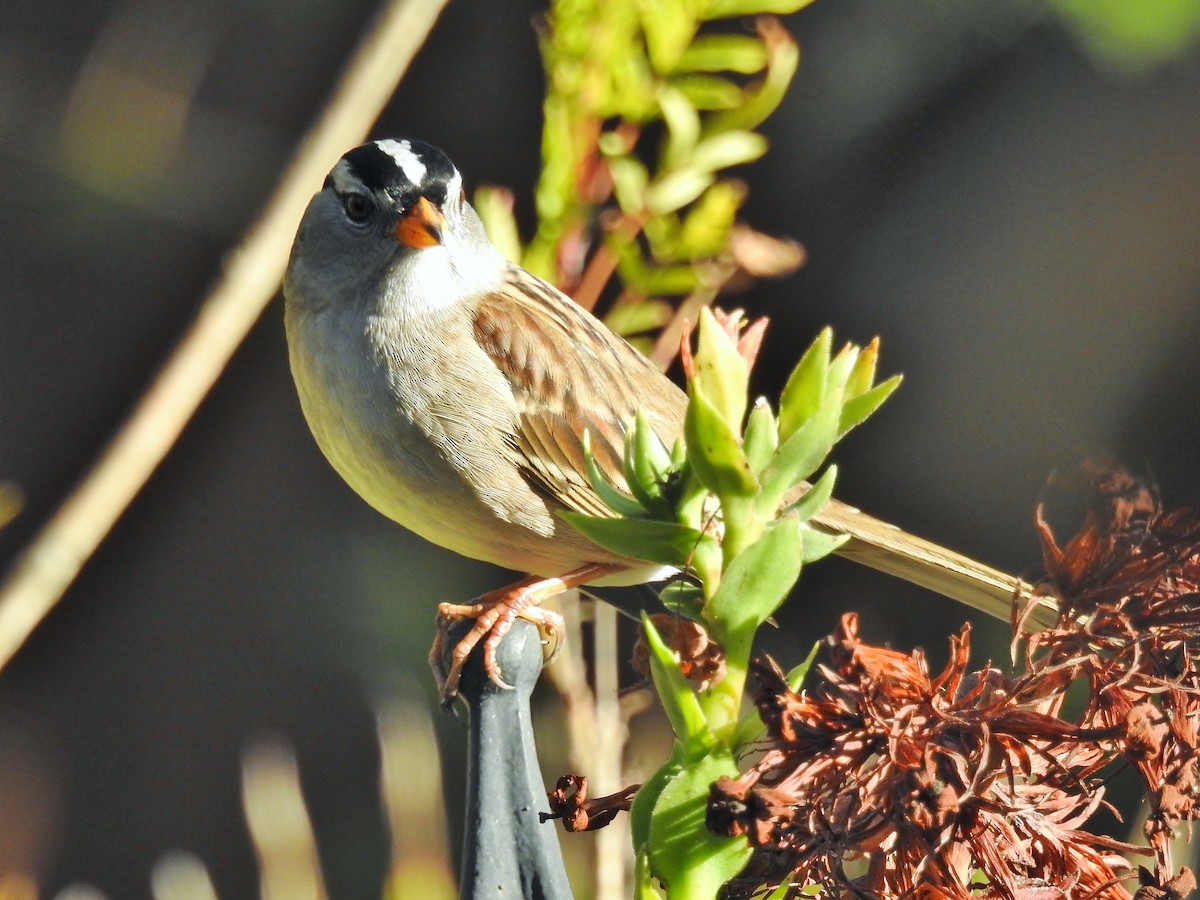 White-crowned Sparrow - ML558747081