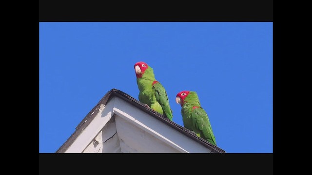 Guayaquil Papağanı - ML558748381