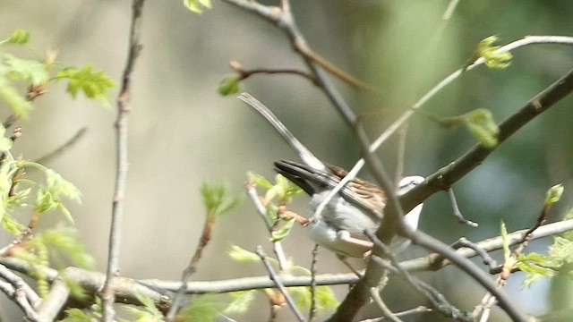 Chipping Sparrow - ML558749601