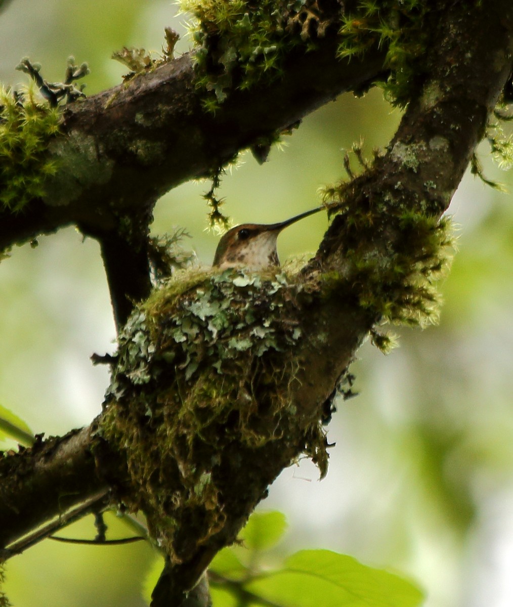 Rufous Hummingbird - Heather Voboril
