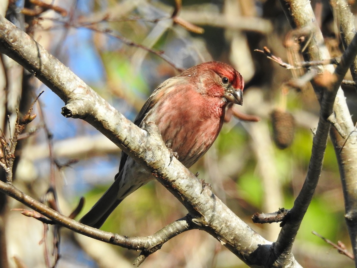 House Finch (Common) - ML558752191