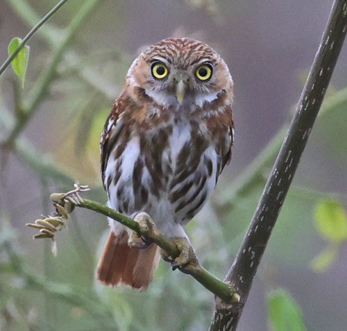 Peruvian Pygmy-Owl - ML558754421