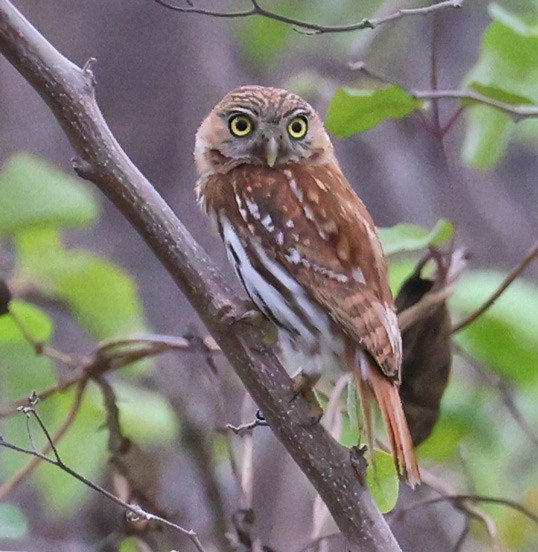 Peruvian Pygmy-Owl - ML558754431