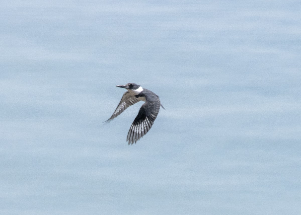 Belted Kingfisher - ML558755451