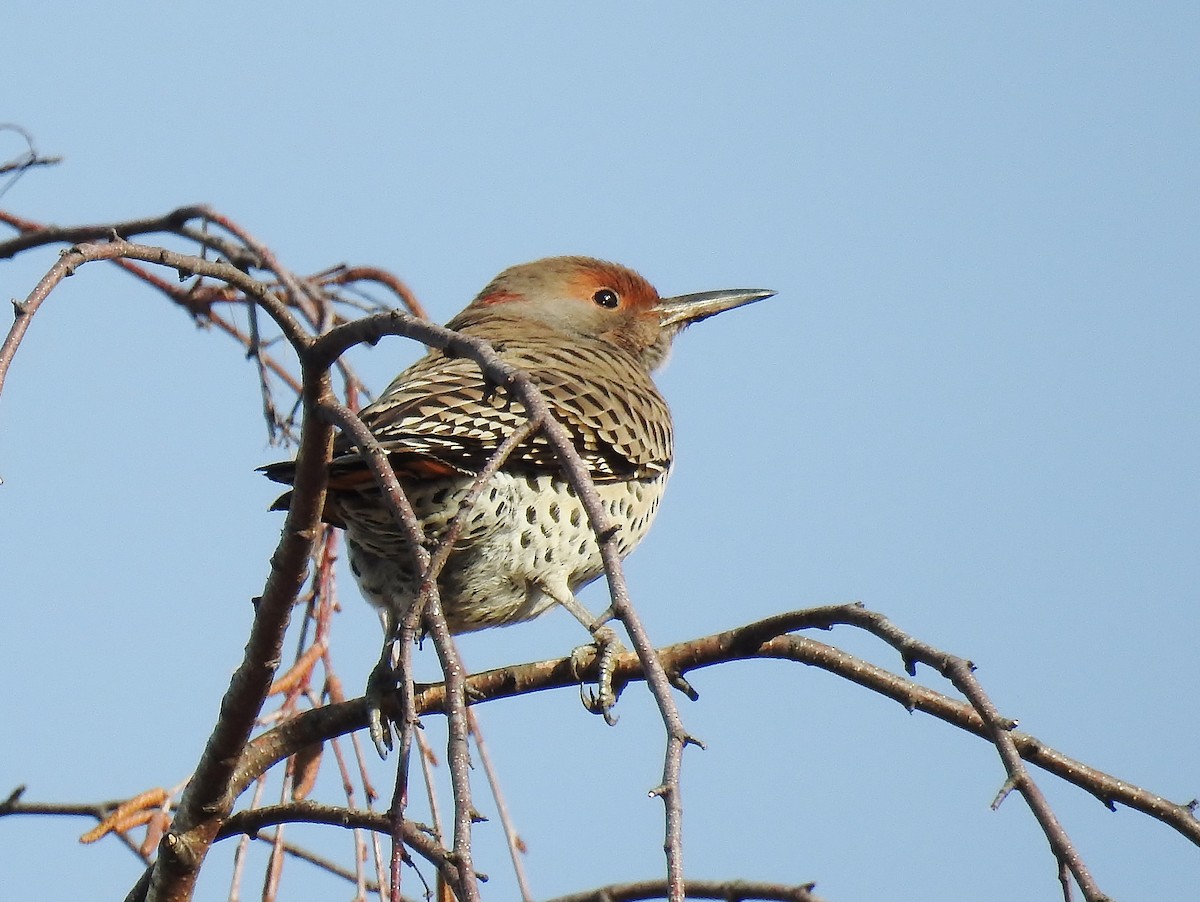 Northern Flicker (Yellow-shafted x Red-shafted) - ML558757201