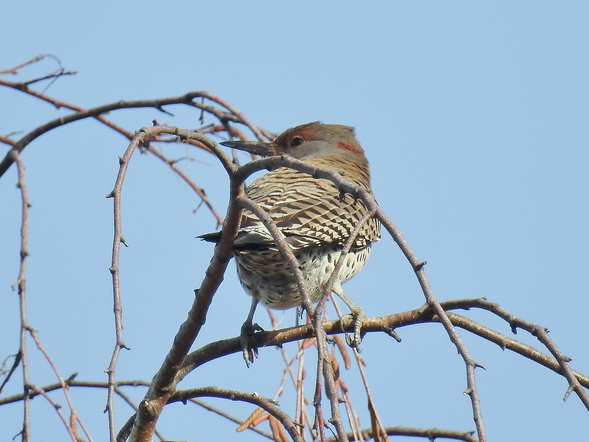 Northern Flicker (Yellow-shafted x Red-shafted) - ML558757991