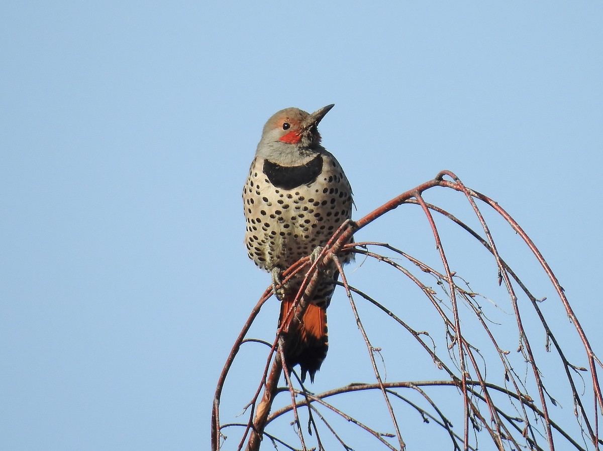 Northern Flicker (Red-shafted) - ML558759441