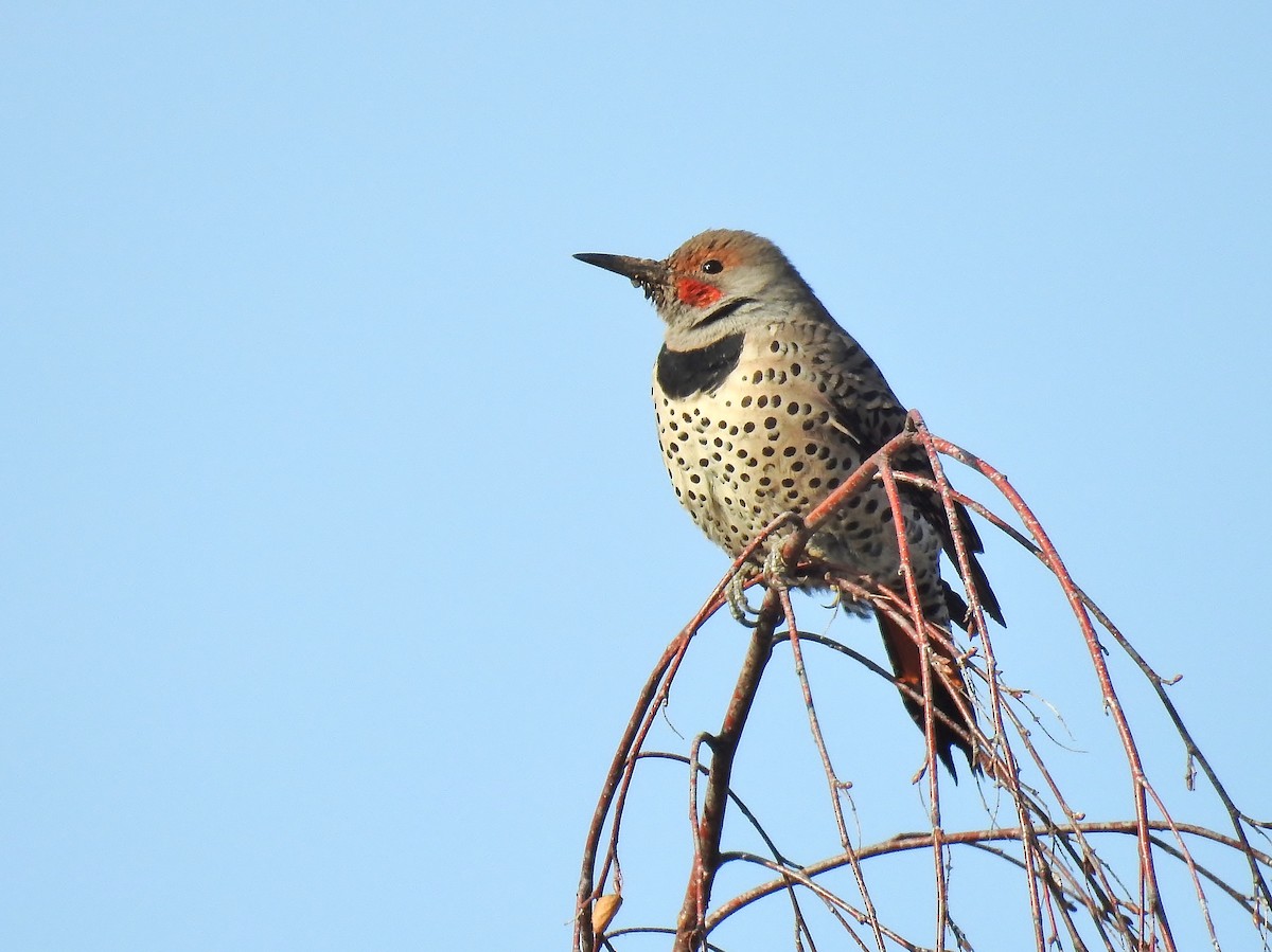 Northern Flicker (Red-shafted) - ML558760231