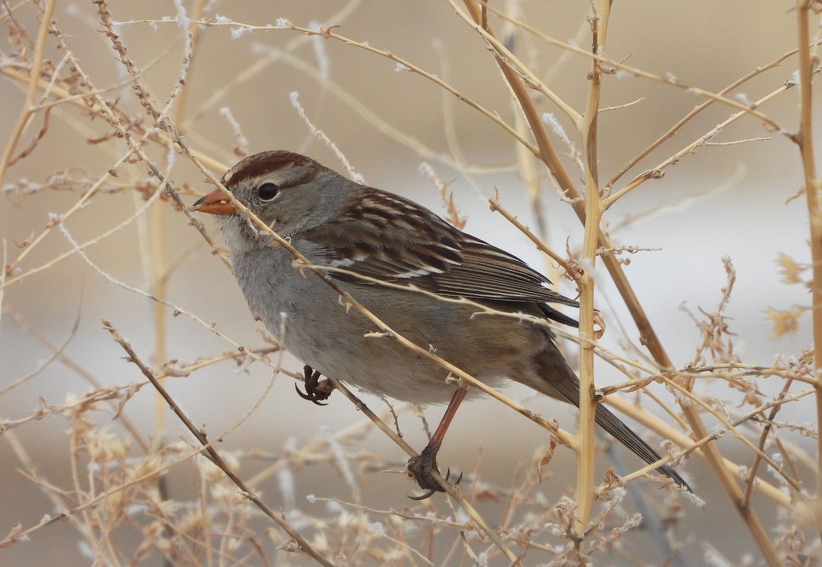 White-crowned Sparrow - ML558761731