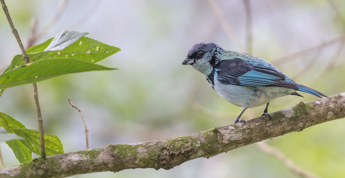 Azure-rumped Tanager - ML558765301