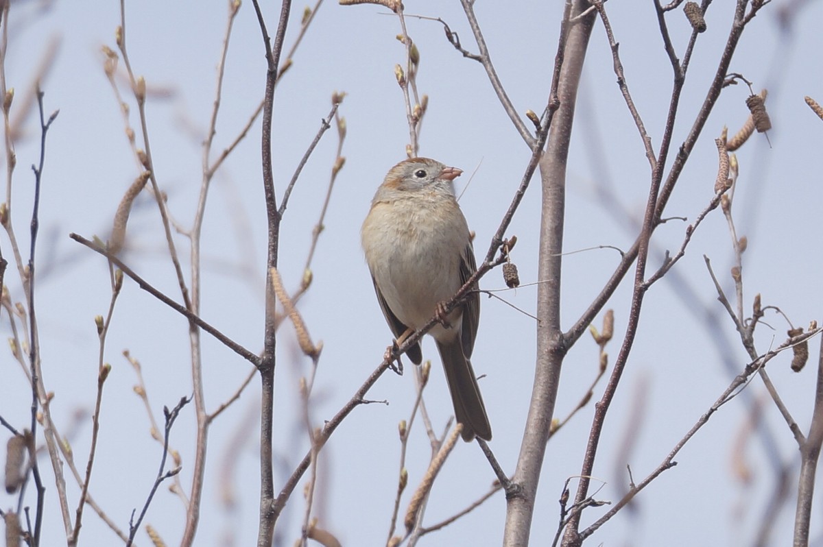 Field Sparrow - ML558769571