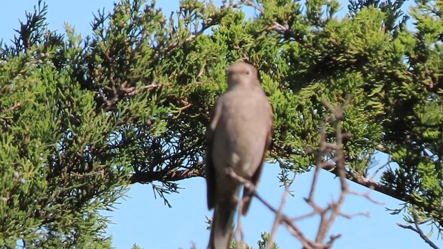 Townsend's Solitaire - ML558771671