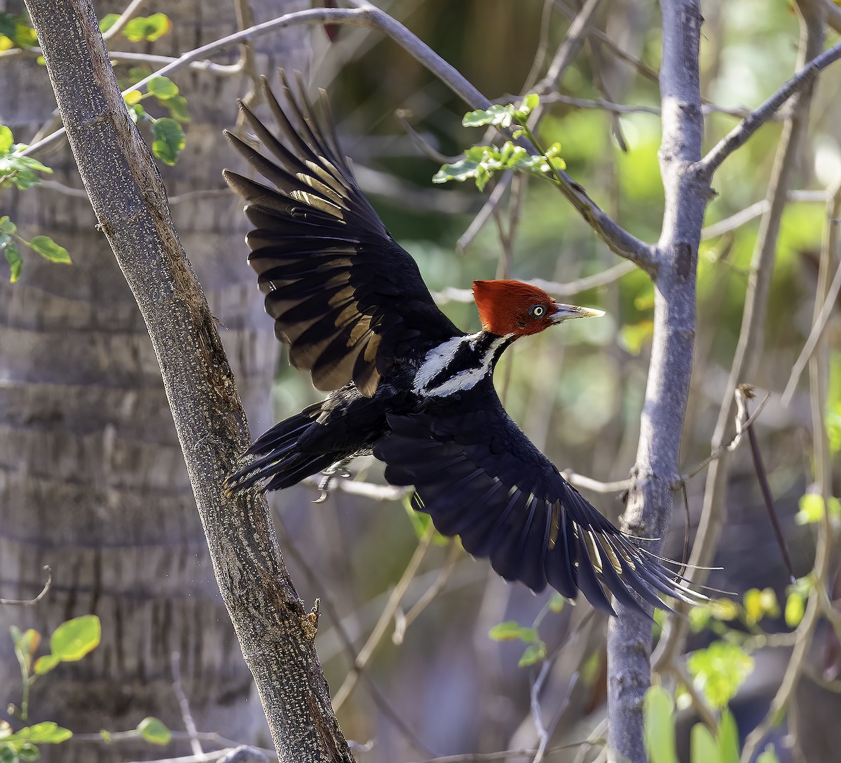 Pale-billed Woodpecker - Brad Singer